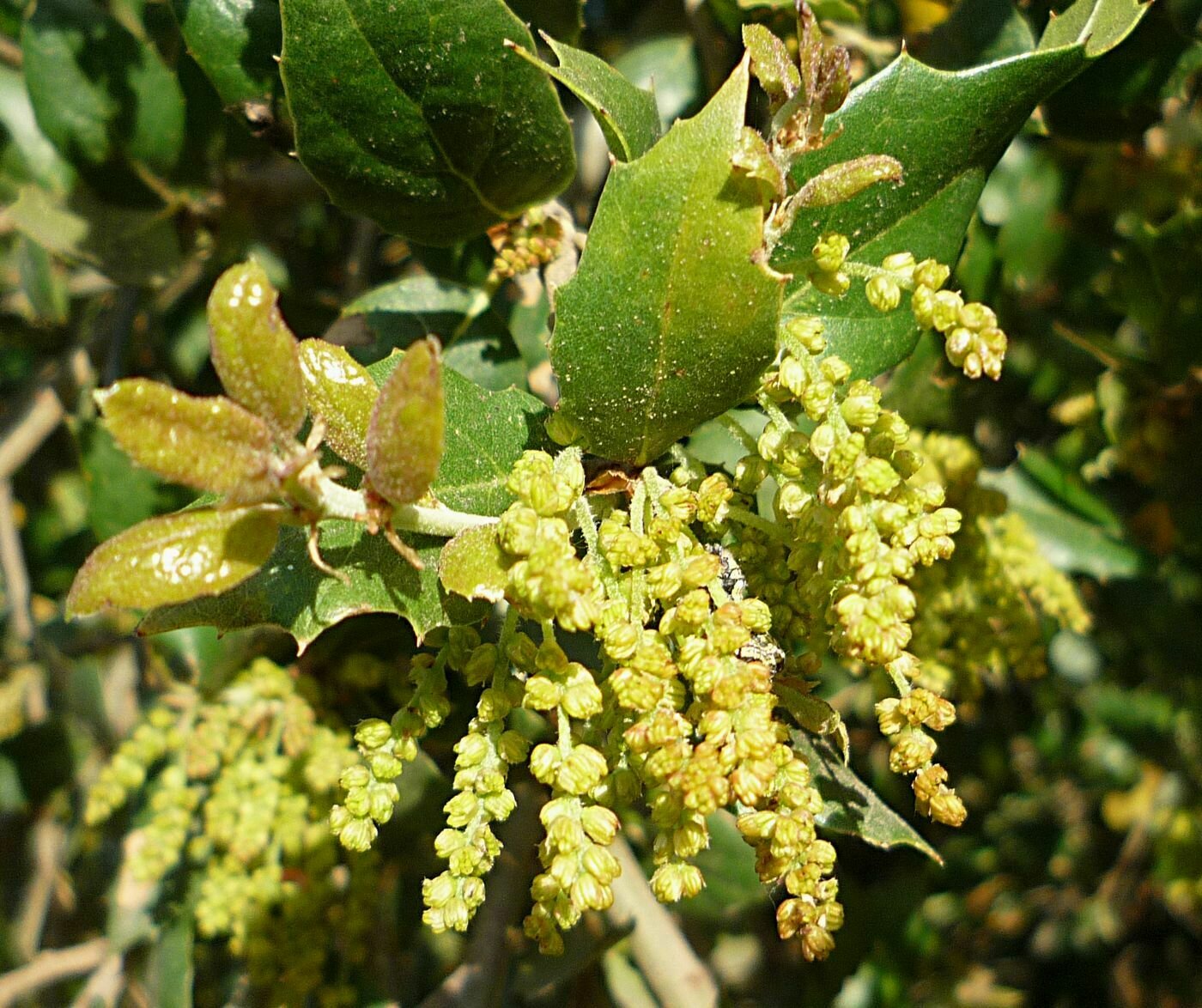 High Resolution Quercus agrifolia Flower
